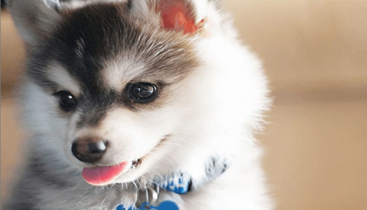 Everything that you Need to Know about Pomeranian Husky