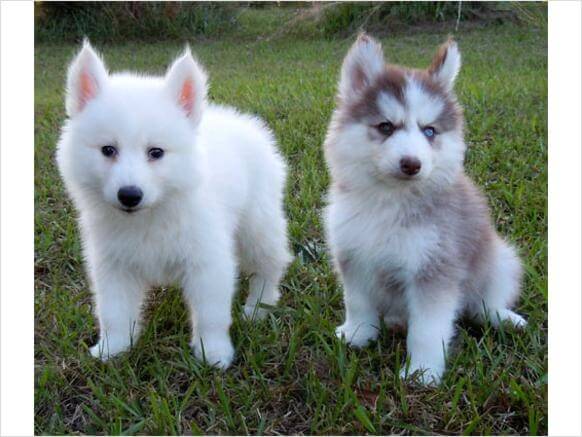 do pomsky puppies shed