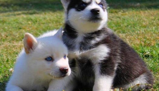 Designer Dog Breeds – The Pomeranian Husky