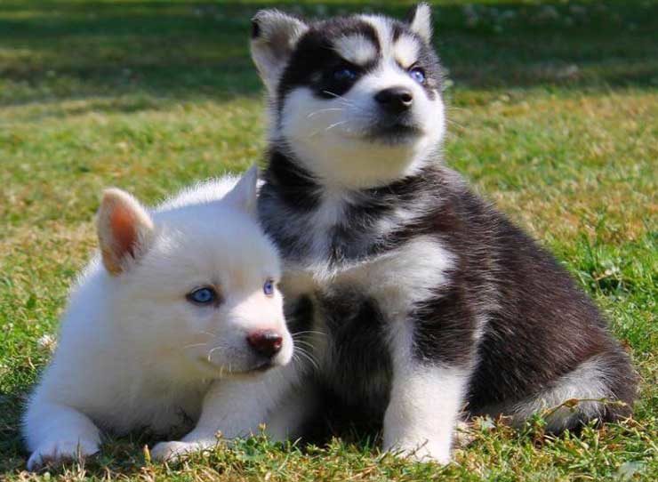 dog breed husky and pomeranian