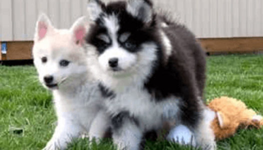 Is The Pomsky A Real Dog Breed?