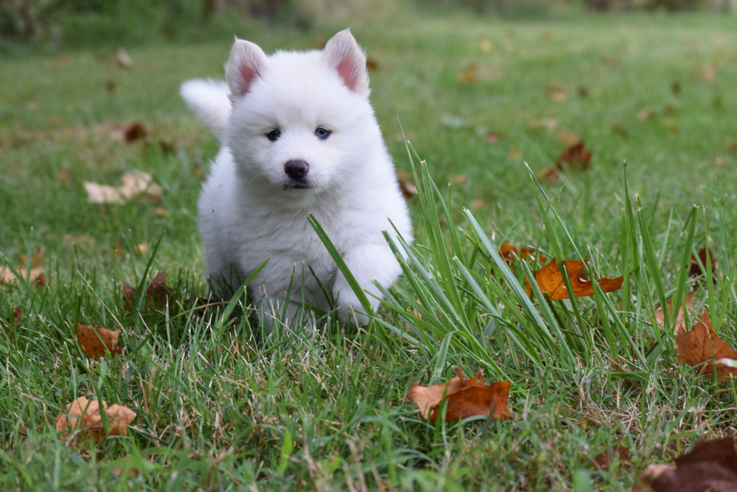 How Much Does It Cost To Buy A Pomsky Puppy? Cute Pomsky