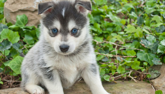 How Much Does It Cost To Buy A Pomsky Puppy?