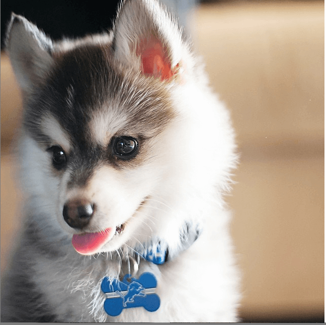 White and Brown Pomsky