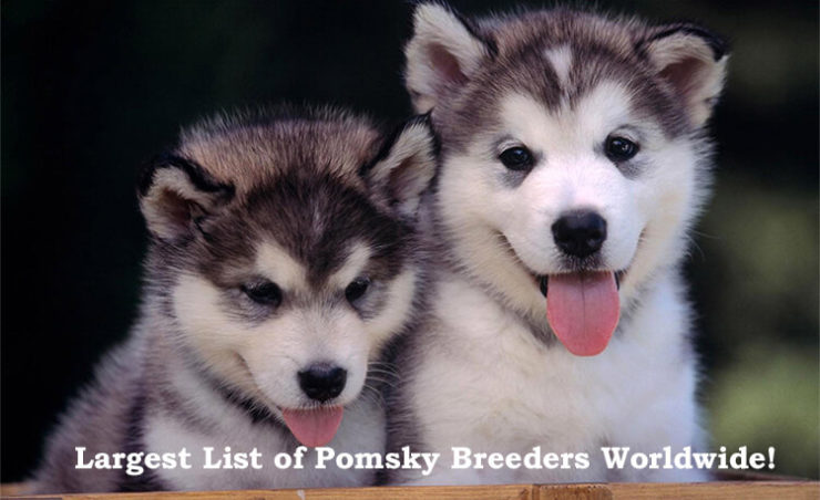 Pomsky Breeders