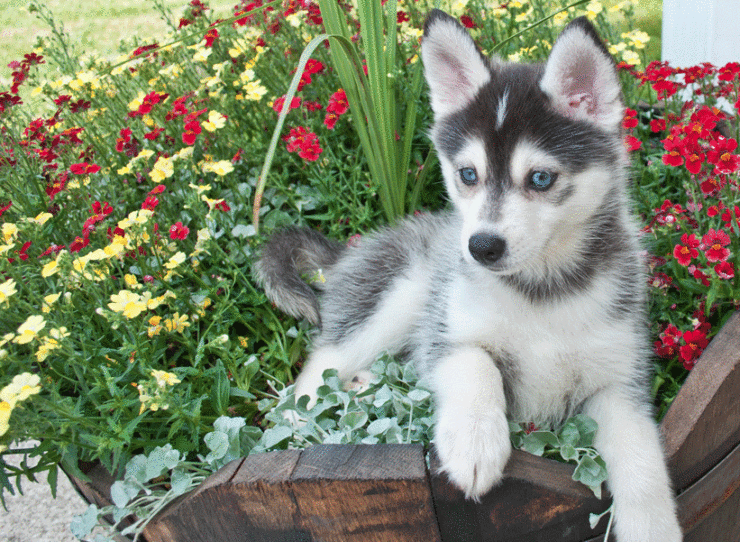 pompsky-puppies-for-sale