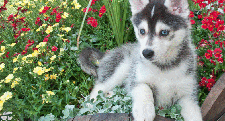 husky mix puppies for sale