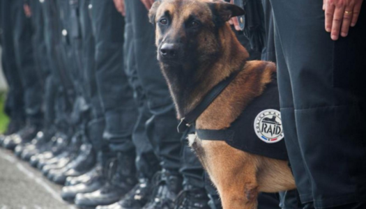 #JeSuisChien: Tribute to Police Dog Killed in Paris Raid