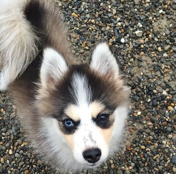5 Ways To Train Your Pomeranian Husky | Cute Pomsky