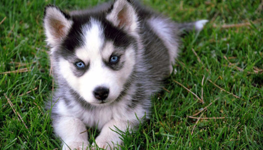 Should I get a Pomsky puppy?