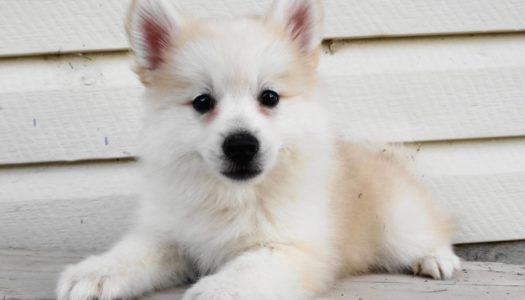 4 Questions to Ask Before Purchasing a Pomsky