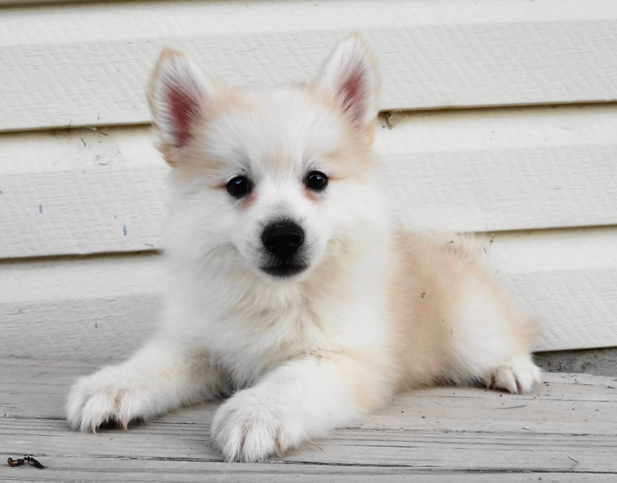 white pomsky puppies for sale