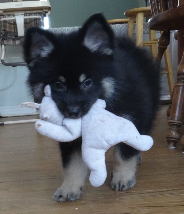 117 of The Cutest Pomsky Pics You've Ever Seen – Cute Pomsky