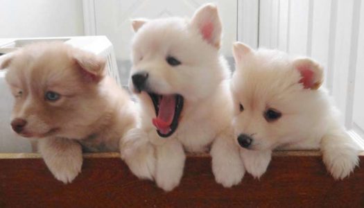 117 of The Cutest Pomsky Pics You’ve Ever Seen