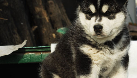 6 Ways to Train your Siberian Husky