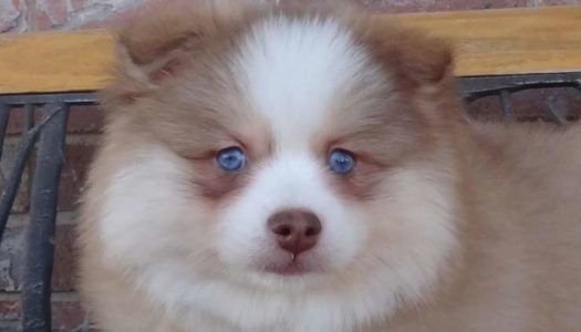 What Is a Spitz Type Dog?