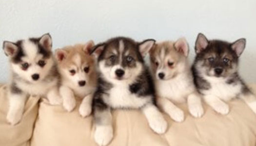 5 Essential Pet Supplies To Have When Bringing Your New Pomsky Puppies Home