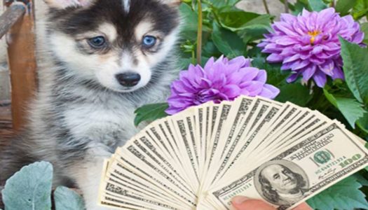 7 Costs of Owning A Pomsky
