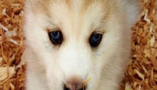 How to ID Your Pomeranian Husky