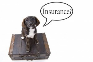 Pomsky insurance