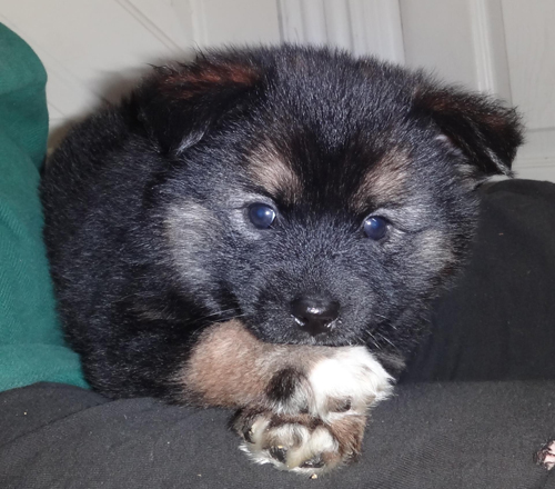 black-pomsky-puppy-with-black-fur