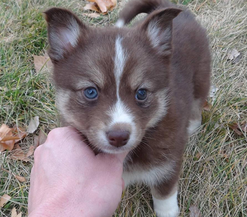 brown-pomsky-puppy-blue-eyes