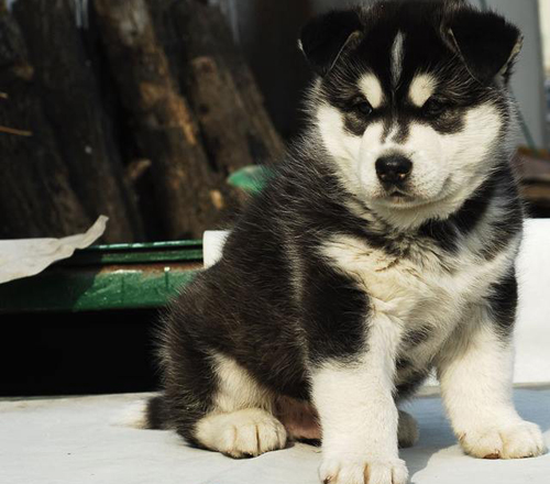 chubby-black-white-pomsky-puppy