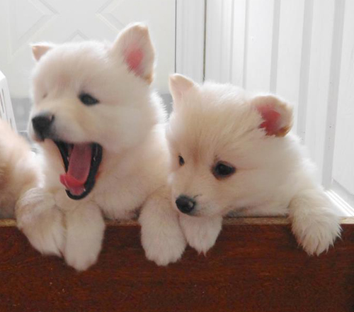 twp-white-pomsky-puppies
