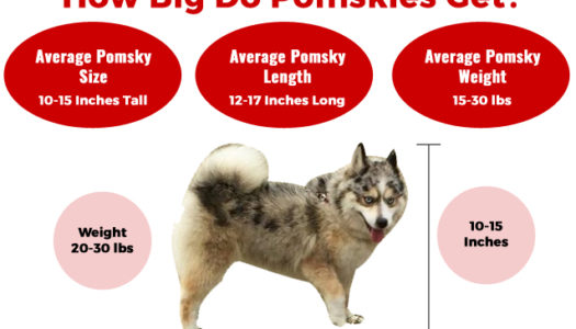 How Big Do Pomskies Get?