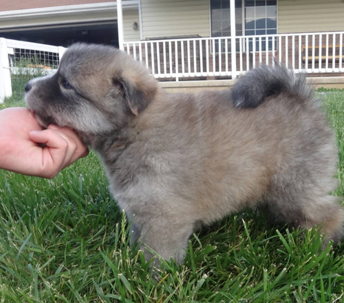 pomsky-puppy-toy-size