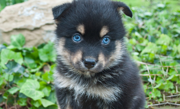7 Things to Be Aware of When Purchasing a Pomsky – Cute Pomsky